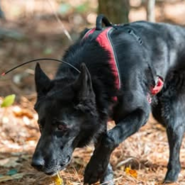 FOHHB.org Cadavar Dog